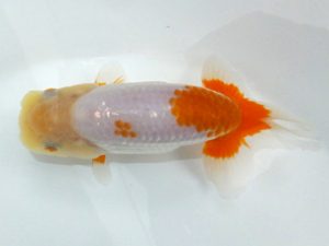 観魚会 研究会 脇行司一　松野彰彦　埼玉