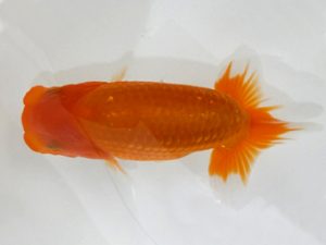 観魚会 研究会 脇行司二　松野彰彦　埼玉