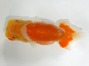 観魚会　研究会　西大関　高地成弥　荒川