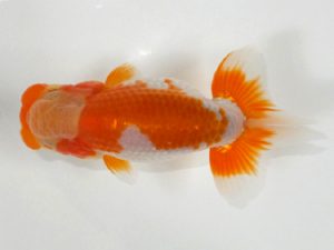 観魚会　研究会　立行司　目黒康弘　足立