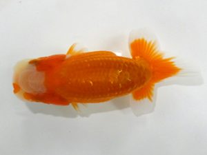 観魚会　研究会　取締二　松野彰彦　埼玉