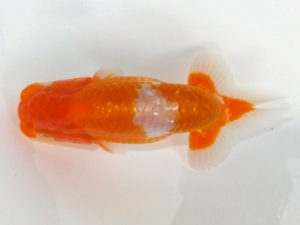 観魚会 研究会 関脇東　磯崎幸道　茨城