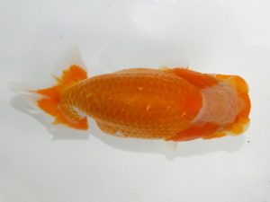 観魚会 研究会 関脇西　望月康邦　横浜