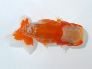 観魚会 研究会 小結東　飯田栄一　浅草