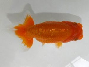 観魚会 研究会 小結西　高橋節夫　八広