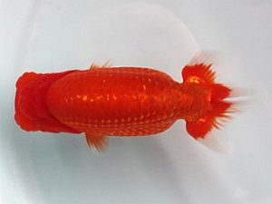 喜樂らんちう会　東大関　登嶋秀法　足立区