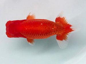 喜樂らんちう会　西大関　古鳥敏明　堀切