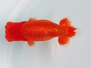 喜樂らんちう会　立行司　馬場祥宏　川口市