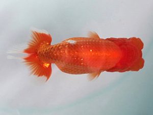 喜樂らんちう会　取締一　伊庭記章　さいたま市