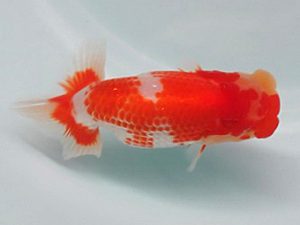 喜樂らんちう会　取締二　馬場祥宏　川口市