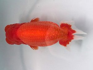 喜樂らんちう会　東大関　馬場祥宏　川口市