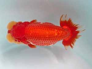 喜樂らんちう会　西大関　目黒康弘　足立区