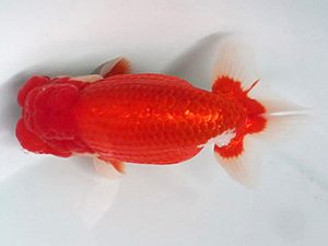 喜樂らんちう会　立行司　高津克人　武蔵野