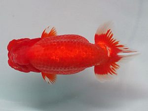 喜樂らんちう会　取締一　池辺　勇　越谷市