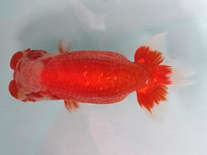 喜樂らんちう会　取締二　目黒康弘　足立区