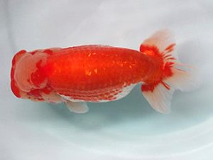 喜樂らんちう会　東大関　馬場祥宏　川口市