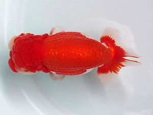 喜樂らんちう会　西大関　穂積　功　三郷市