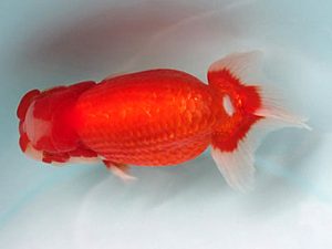 喜樂らんちう会　取締一　高津克人　武蔵野