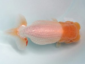 喜樂らんちう会　取締二　高津克人　武蔵野