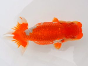 宮城山形八戸　東大関　安田光伸　八戸