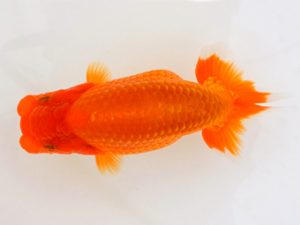 宮城山形八戸 勧進元一　安藤修司　宮城伊達