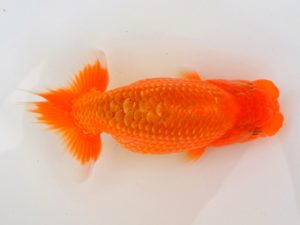 宮城山形八戸 勧進元二　松田　勝　宮城伊達