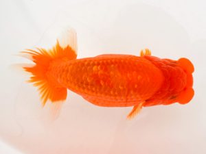 宮城山形八戸 行司一　花岡博昌　八戸