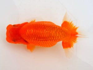 宮城山形八戸 行司二　輿石伸吾　宮城伊達