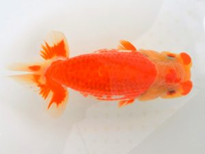 宮城山形八戸 行司三　奥津虎之介　宮城伊達