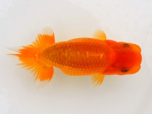 宮城山形八戸 脇行司一　笠松義正　宮城伊達