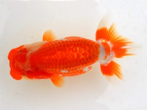 宮城山形八戸 脇行司二　高久真一　山形