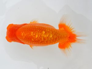 宮城山形八戸　立行司　松田　勝　宮城伊達