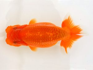 宮城山形八戸　取締一　光山郁雄　山形