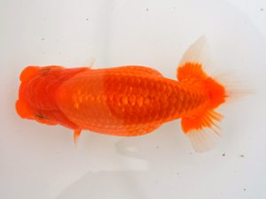 宮城山形八戸　取締二　吉田彦三　宮城伊達