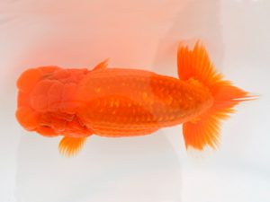 宮城山形八戸 東関脇　小林一仁　宮城伊達