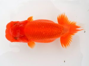 宮城山形八戸 西関脇　奥津虎之介　宮城伊達