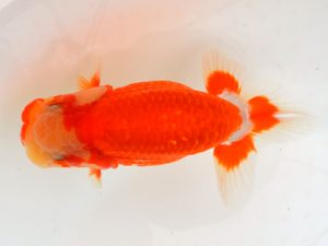 宮城山形八戸 東小結　川村祐孝　宮城伊達