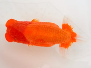 宮城山形八戸　東大関　松田　勝　宮城伊達