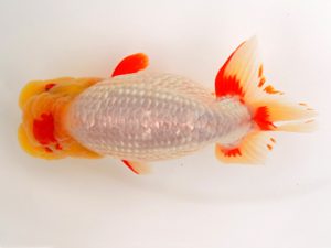 宮城山形八戸 勧進元一　田中孝俊　宮城伊達