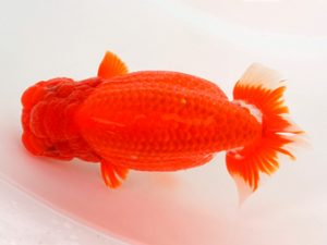 宮城山形八戸 勧進元二　田中孝俊　宮城伊達