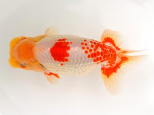 宮城山形八戸 行司一　黒はばき浩之　宮城伊達