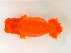 宮城山形八戸 行司二　和井内貴久　宮城伊達