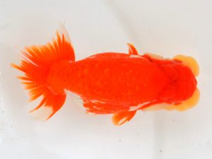 宮城山形八戸 行司三　花岡博昌　八戸