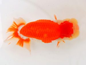 宮城山形八戸 脇行司一　横山健志　宮城伊達