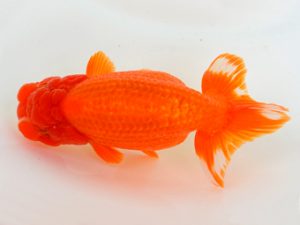 宮城山形八戸 脇行司二　須々田健之助　八戸