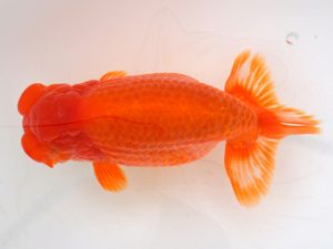 宮城山形八戸　西大関　光山郁雄　山形