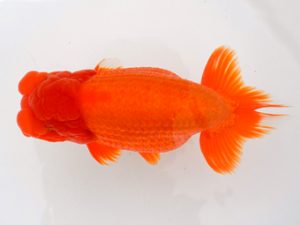 宮城山形八戸　立行司　奥津虎之介　宮城伊達　