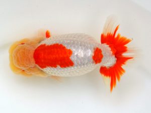 宮城山形八戸　取締一　大場晋二　宮城伊達