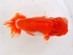 宮城山形八戸　取締二　大場晋二　宮城伊達