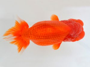 宮城山形八戸 東関脇　田中孝俊　宮城伊達